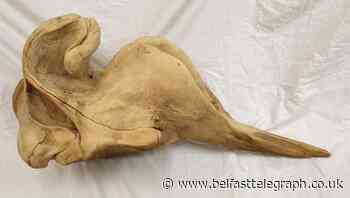 Whale skull due to be studied by experts is taken from beach