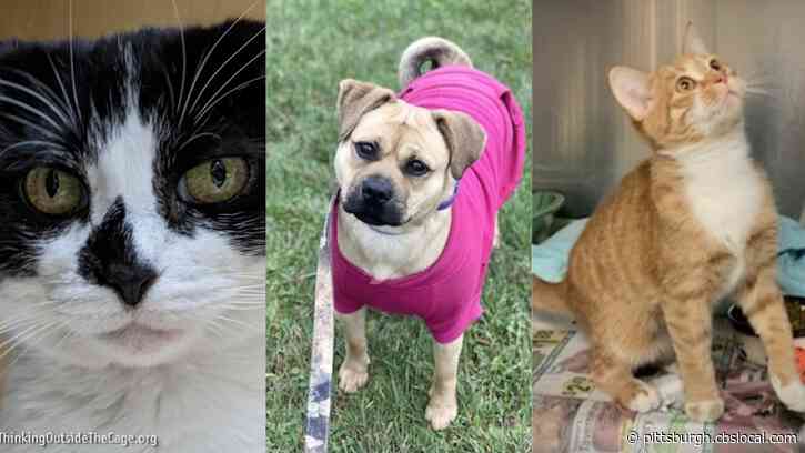 Furry Tails: Grace, Maggie & Cricket Are Waiting For Forever Homes