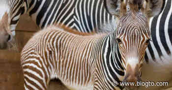 The Toronto Zoo is letting people pick the name of their new baby zebra - blogTO