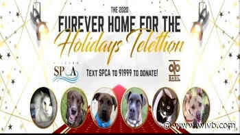 Niagara County SPCA to host first virtual telethon next week