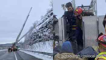 First Responders Rescue Dog From Steep Hillside In Tarentum
