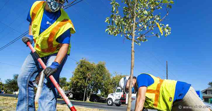 Nalini M. Nadkarni: The trees of the city can be our heroes