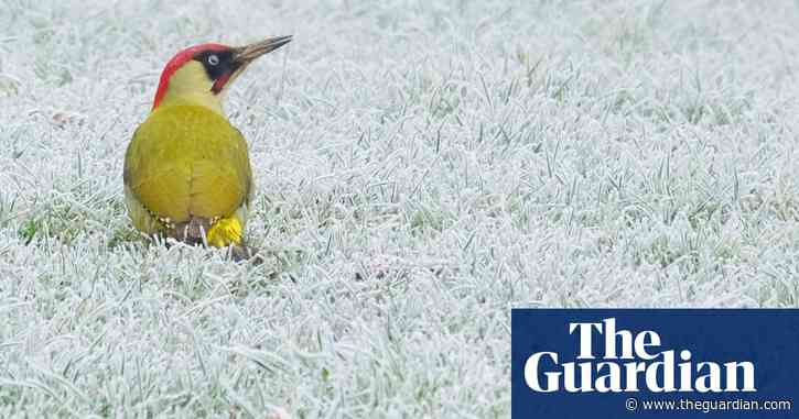 Country diary: green woodpecker makes his annual flying visit