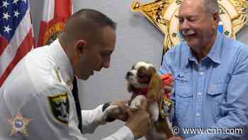 A puppy rescued from the jaws of alligator has been honored as a 'Deputy Dog'