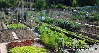 Frutta e verdura a chilometro zero. Samarate offre 35 terreni per gli orti urbani - MALPENSA24 - malpensa24.it
