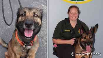 'Miracle' Dog Thrown Off Balcony Gets Foster Home As Custody Battle Looms