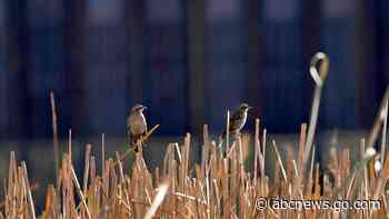 Damage from border wall: blown-up mountains, toppled cactus