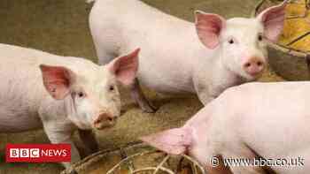 Creating animal food from a greenhouse gas