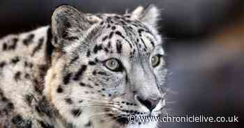 The adorable Snow leopards in their new home at Northumberland Country Zoo