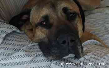 Pet of the week: Shy Bruno the dog is looking for his forever home - The Sunday Post