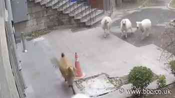 ICYMI: Runaway sheep and a big bale of turtles