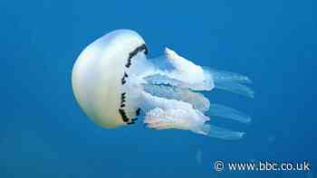 Microplastics, drugs and food - how jellyfish can help us
