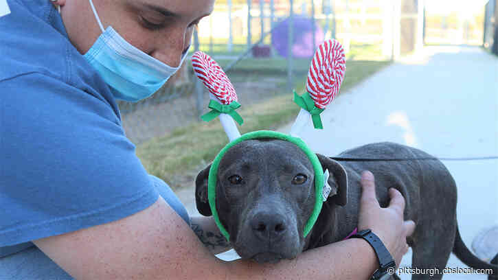 9-Month-Old Puppy Finds Forever Family After Being Hit By Car, Peppered With Shotgun Pellets