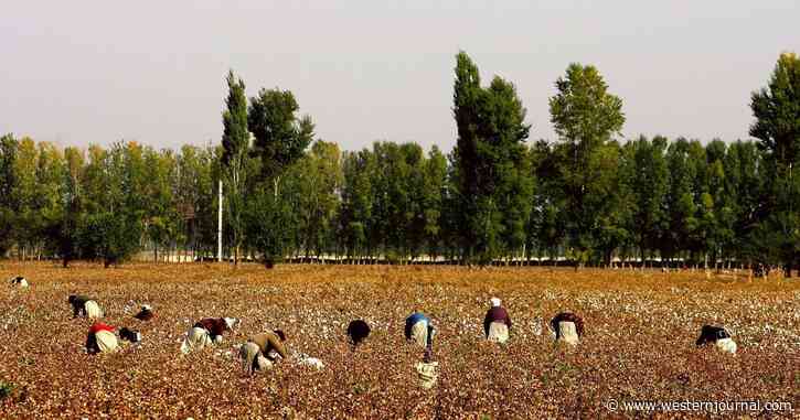 China Takes Page from Democrats’ History, Reportedly Using Slave Labor To Harvest Cotton
