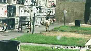 Roccalumera - Una pecora bruca l'erba dentro il cimitero. E scoppia la polemica , Attualità - Gazzetta Jonica