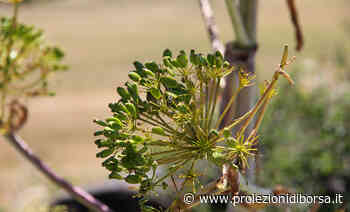 Attenzione a quest’erba che si trova nelle campagne, se ingerita dai cani può essere fatale - Proiezioni di Borsa