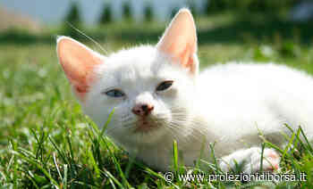 Ecco svelato perché cani e gatti amano mangiare l’erba - Proiezioni di Borsa