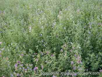 Erba medica, fissato il prezzo per la campagna 2020 - Agronotizie