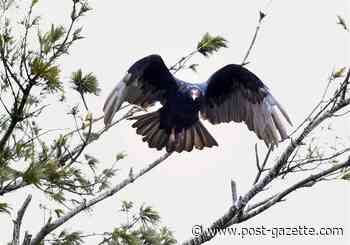 Small town besieged by hundreds of giant black vultures