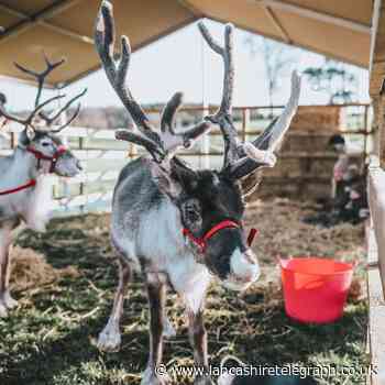 Vintage market offers free stalls to makers as Gisburne Park Pop Up extends Christmas festival