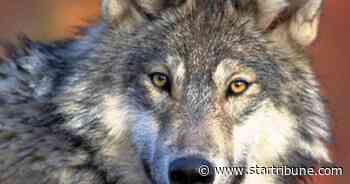 As smaller wolves die, huge wolves from Ontario establish packs on Isle Royale