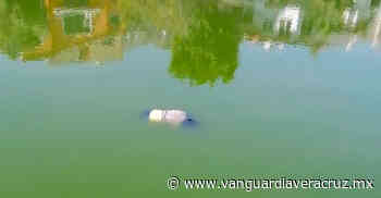 Hallan flotando cadáver de una mujer en la presa Los Santos - Vanguardia de Veracruz