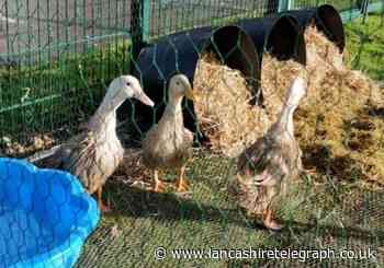 Pupils take new ducks under wing