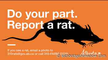 Alberta celebrates 70 years being “Rat-free” - Lethbridge News Now