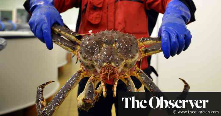 Crab-22: how Norway's fisheries got rich – but on an invasive species