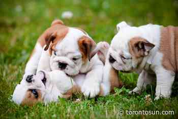 Puppy scams spike in 2020 amid COVID-19 pandemic - Toronto Sun