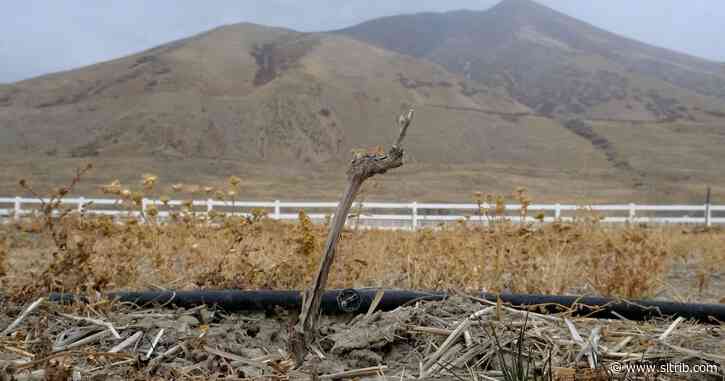 There’s a boutique winery in Utah, and you’ll never guess what’s growing nearby