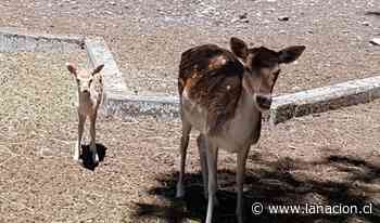 Nacieron cuatro ciervos en Parque Alessandri de Coronel - La Nación (Chile)