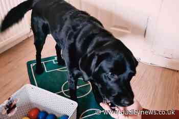 Canine callers help people with dementia play doggy bingo - Dudley News