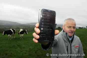 Christmas carols help soothe 'Baileys Ladies' on Irish dairy farm - Dudley News