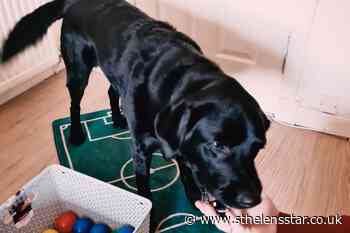 Canine callers help people with dementia play doggy bingo - St Helens Star