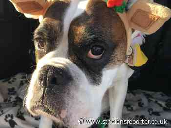 Winter warning for pet owners from St Helens vet - St Helens Reporter