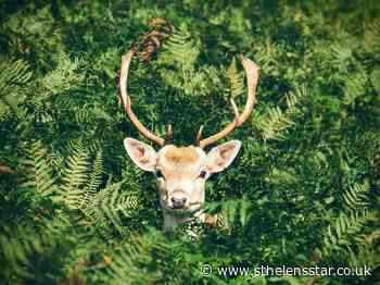 Where shoppers can see real reindeers in St Helens this Sunday - St Helens Star