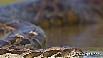 Pythons Could Be on Restaurant Menus in Florida
