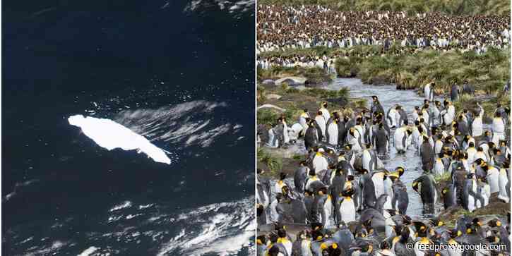 An iceberg the size of Delaware that was heading straight for a penguin colony island has broken into two pieces