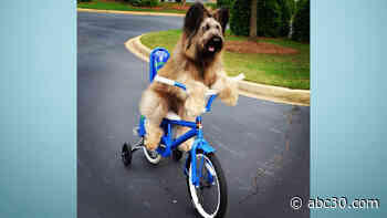 Sailor the Poodle and Norman the Briard hold Guinness World Records for unique talents