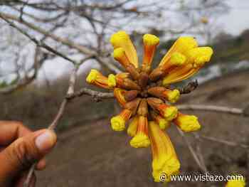 Colimes inicia la temporada de florecimiento de guayacanes | Vistazo - Vistazo