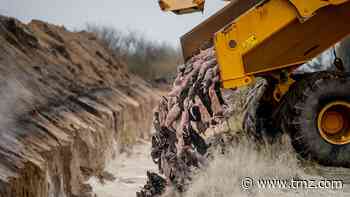 Denmark's 'Zombie Mink' Problem Bites Them, Carcasses to be Dug Up