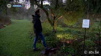 Kussen onder de maretak in het arboretum in Kalmthout - ATV