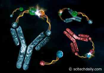 Scientists Discover How to Use Antibodies to Control Chemical Reactions