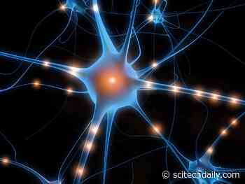 How the Brain Distinguishes Speech From Noise: New Neural Circuit Identified