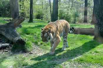 The Use of Wild Animals – Including Threatened Mammal Species – in Traditional Medicine