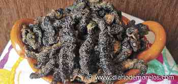 Cuetlas o gusanos de árbol, delicias de Tepalcingo - Diario de Morelos
