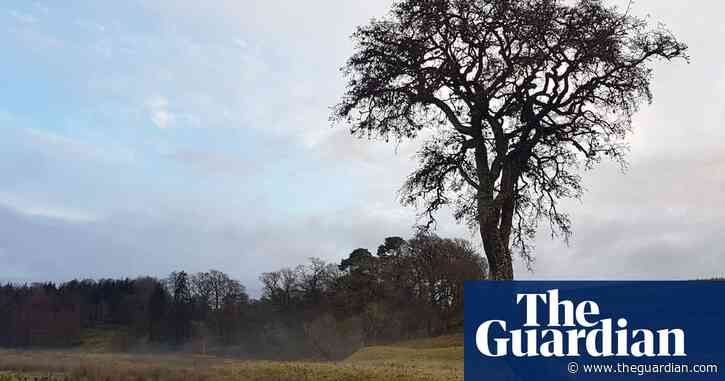 Country diary: a winter walk in the company of birds