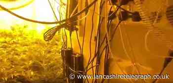 WATCH: Police raid Lancashire house and uncover massive cannabis farm