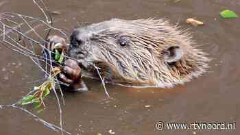 Bever gespot in De Onlanden: 'Een kerstcadeau' - RTV Noord